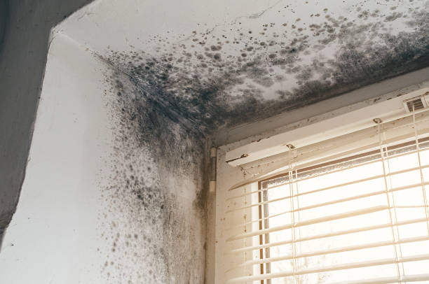 Affordable Mold Remediation solutions in Middlesex, NJ
